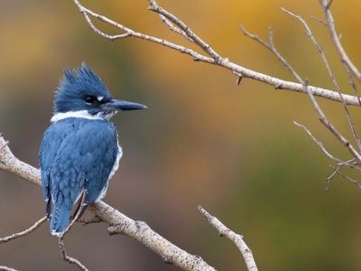 King fisher in the Colorado wild